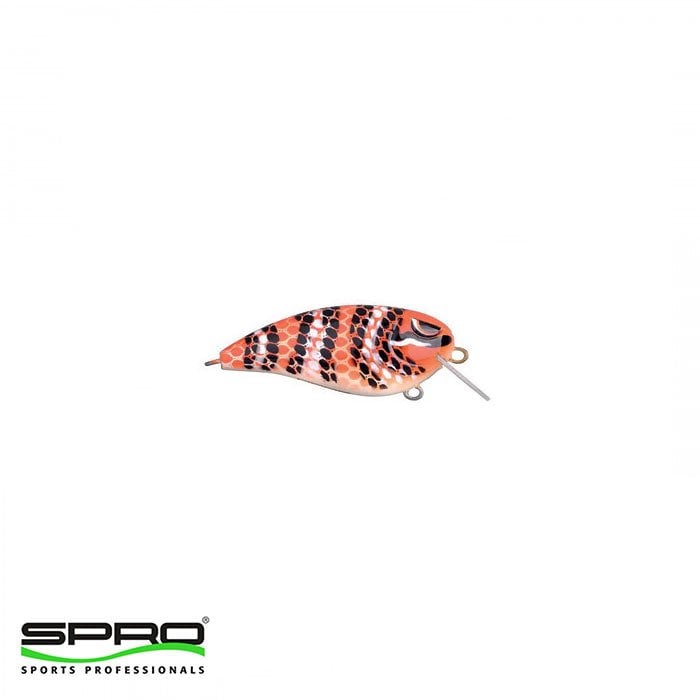 T.SPRO%20Baby%20Fat%20John%2050%20Milk%20Snake%20Maket%20Yem